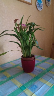 IMAG1526.jpg (1MiB)46631 mal betrachtet IMAG1526.jpg